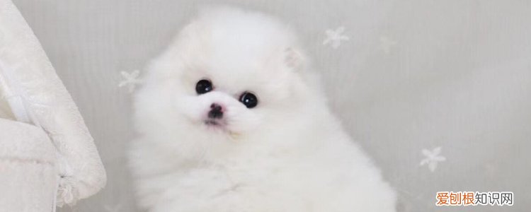 初恋那件小事年年是什么狗 有什么特点