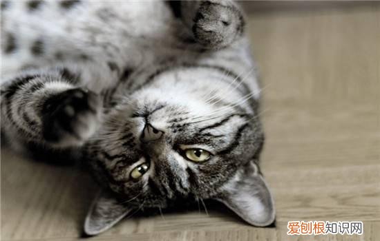 猫咪咕噜叫是为什么 这三个原因你知道吗