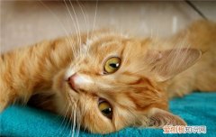 猫咪咕噜叫是为什么 这三个原因你知道吗