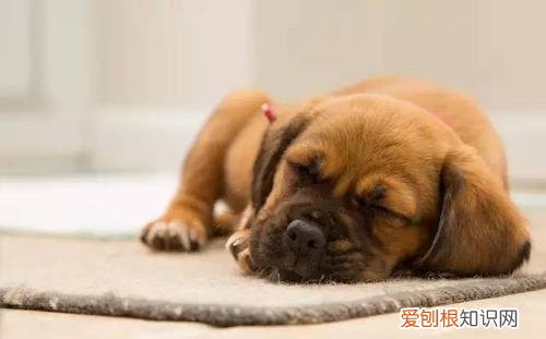 宠物狗拉肚子吃什么药最有效 宠物狗拉肚子吃什么药