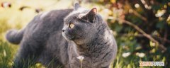 英短猫咪喜欢什么 英国短毛猫爱主人的表现,英短喜欢主人的表现,英短喜欢你的表现