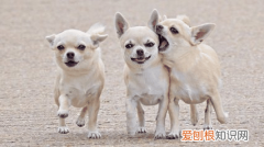 小狗吃了老鼠药能救吗 小狗吃了老鼠药怎么救