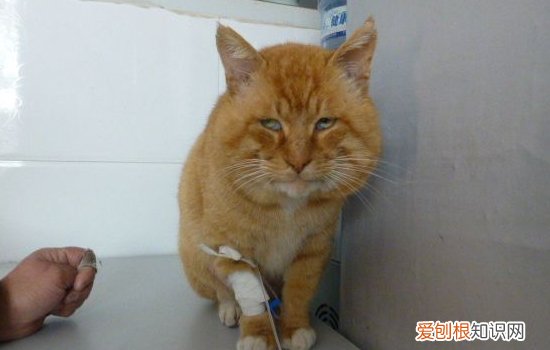 猫喂什么 干饲料好还是湿饲料好?