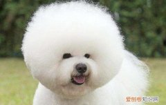 博美犬有多大 这么可爱的博美犬你喜爱吗？