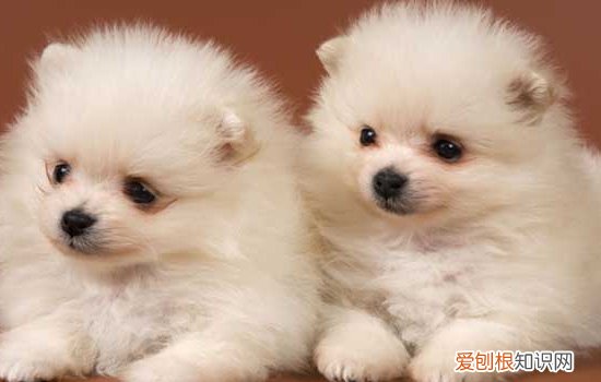 博美犬有多大 这么可爱的博美犬你喜爱吗？