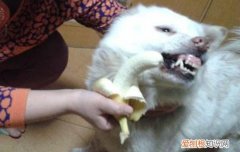 博美犬和比熊犬的区别 非常容易分辨哦！