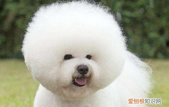 博美犬和比熊犬的区别 非常容易分辨哦！