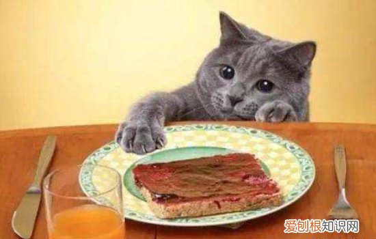 英短猫能空运吗 英短蓝猫可以空运吗,猫咪可以空运么,猫可以空运到国外吗
