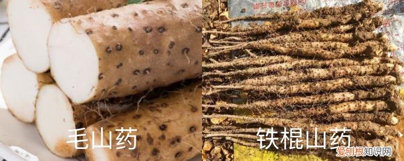 毛山药和铁棍山药区别哪种软 毛山药和铁棍山药区别