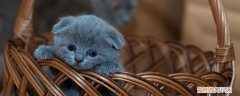 英国短毛猫吃啥 英国短毛猫爱吃什么,英短喜欢吃什么,英短喜欢吃什么食物
