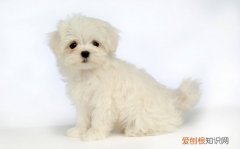 狗狗得了细小想喝水 细小狗狗想喝水是好事吗