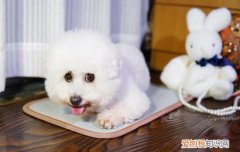 狗会有口蹄疫症吗 狗会得口蹄疫吗