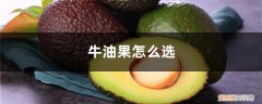 牛油果多少钱一个大概 牛油果怎么选，牛油果价格多少钱一斤