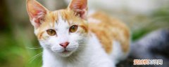 猫咪吃牛肉正确方法 猫咪吃牛肉正确方法是什么