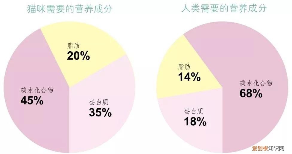猫需要哪些营养成分 了解这些才能更好养猫