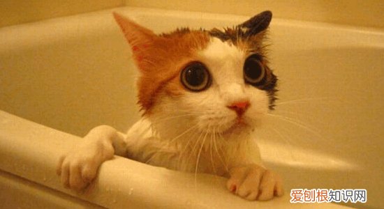 猫需要哪些营养成分 了解这些才能更好养猫