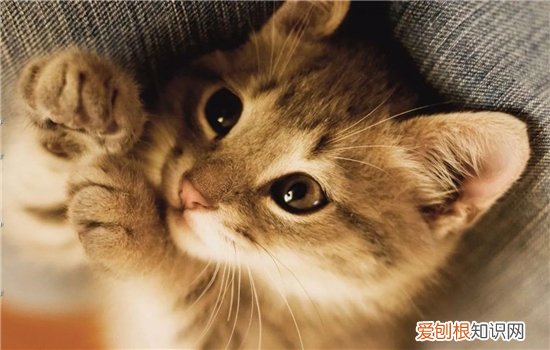 猫需要哪些营养成分 了解这些才能更好养猫