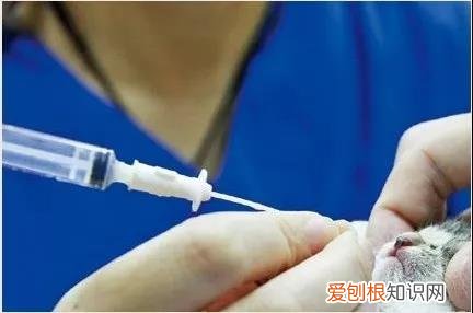 小猫怎么喂奶粉 给小猫喂奶的正确姿势