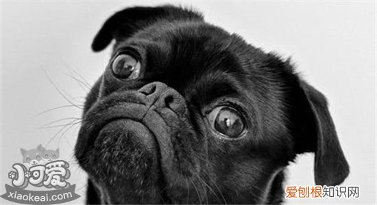博美犬寿命一般多少年 怎样才能延长狗狗的寿命