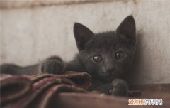 导致猫咪流泪的三个原因 猫咪流泪是因为不舒服了