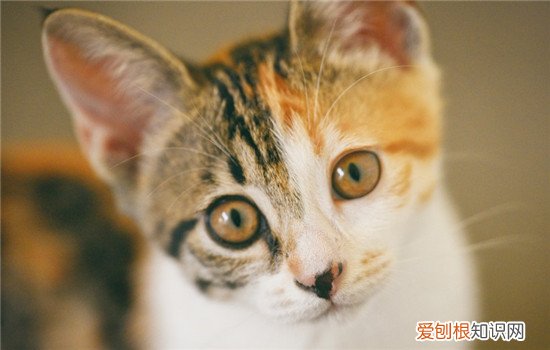 导致猫咪流泪的三个原因 猫咪流泪是因为不舒服了
