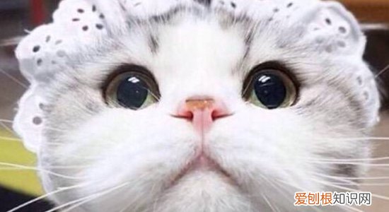 猫的肢体语言 你都了解吗