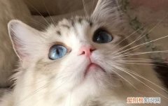 猫的肢体语言 你都了解吗