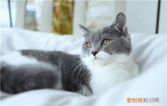 英短掉毛很厉害怎么打理,英短掉毛很厉害的原因,英短蓝猫掉毛很厉害怎么办