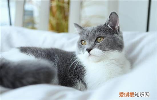 英短掉毛很厉害怎么打理,英短掉毛很厉害的原因,英短蓝猫掉毛很厉害怎么办