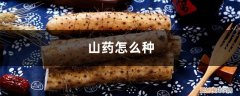 山药怎么种，山药什么时候种