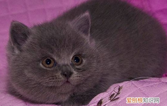英短蓝猫肠胃不好呕吐 英短蓝猫呕吐怎么回事,英短呕是什么原因,英短呕吐的原因分析