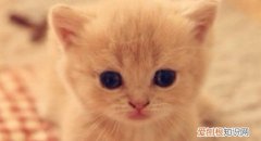 没有母猫的小猫怎么养 给你分析最科学的饲养方法