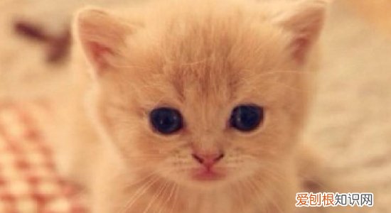 没有母猫的小猫怎么养 给你分析最科学的饲养方法