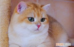 母的英短猫会发腮吗 英短母猫会发腮吗