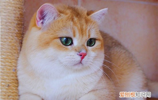 母的英短猫会发腮吗 英短母猫会发腮吗