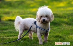 比熊狂犬病的症状 比熊患上狗癫痫是什么症状