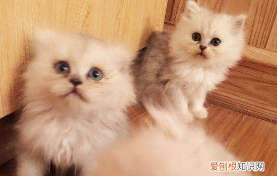 猫咪繁殖 猫咪繁殖的冷知识