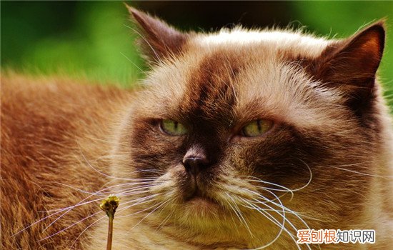 猫吃营养膏要注意什么 营养膏也要合理喂食