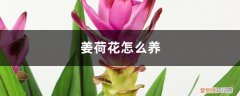 姜荷花的养殖方法 姜荷花怎么养，姜荷花图片
