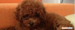 贵宾犬和泰迪的区别 其实就一种美容方式