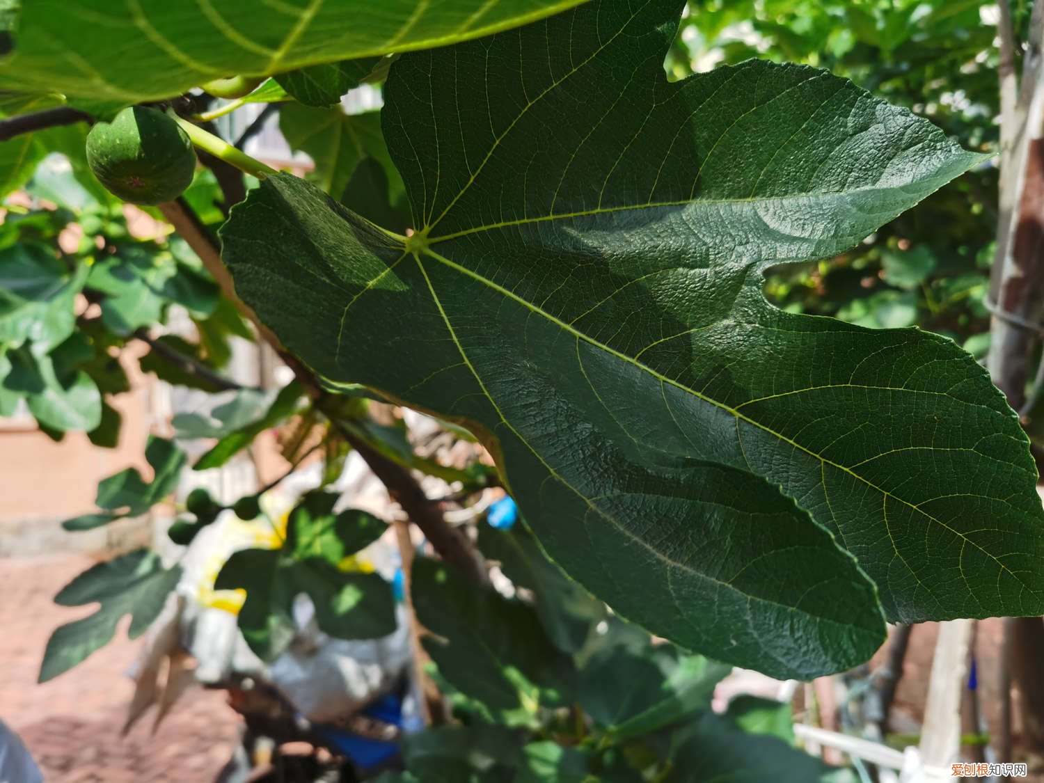 无花果种苗价格多少钱 无花果种植技术,无花果苗价格