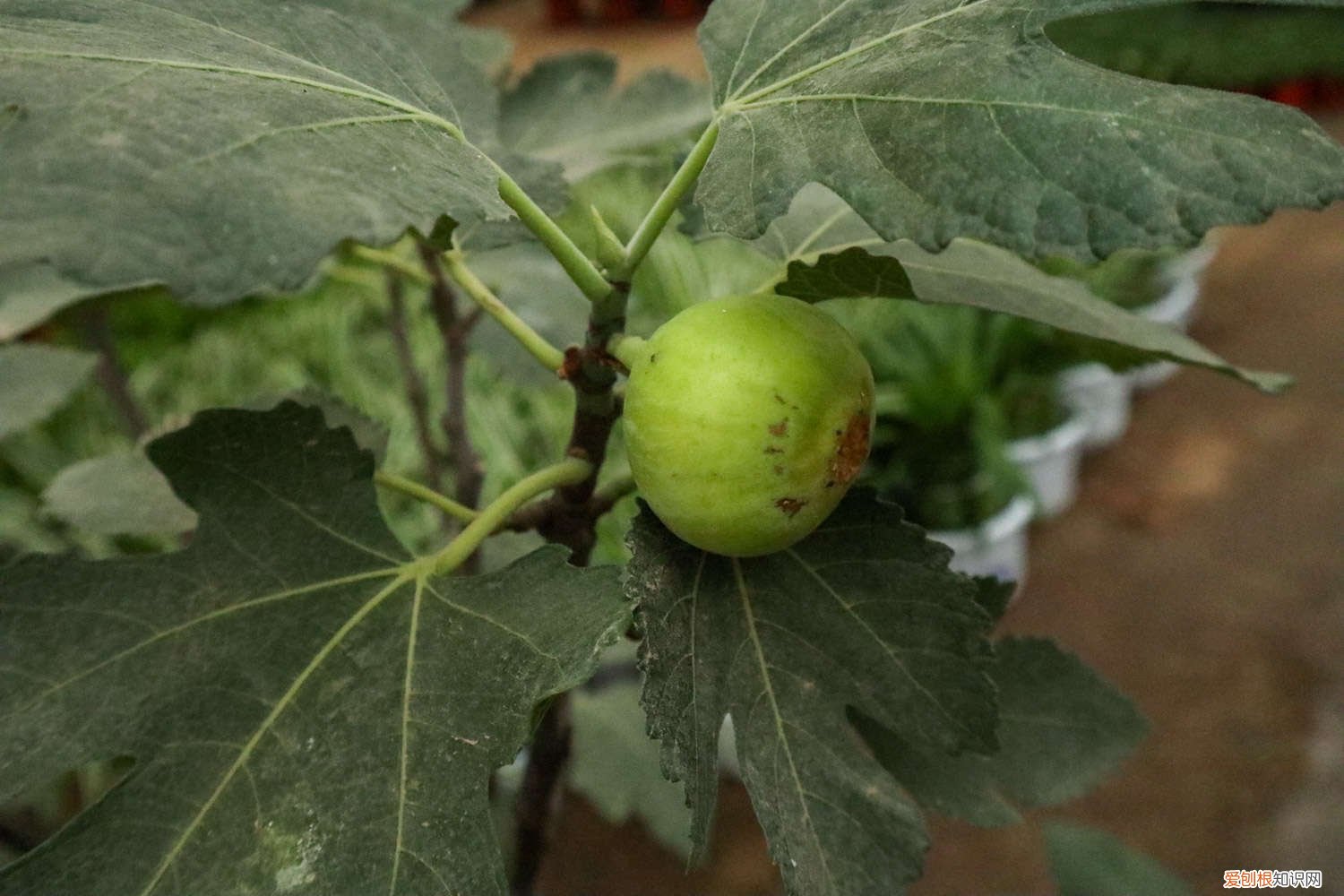 无花果种苗价格多少钱 无花果种植技术,无花果苗价格
