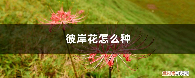 彼岸花怎么种? 彼岸花怎么种,彼岸花什么时候种