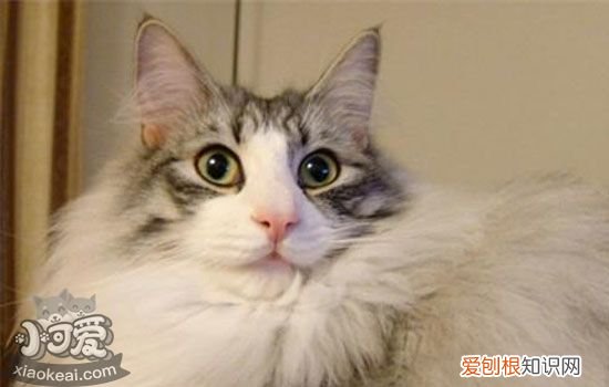 猫咪一直脱毛是什么原因 猫咪到了脱毛期