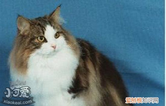猫咪一直脱毛是什么原因 猫咪到了脱毛期