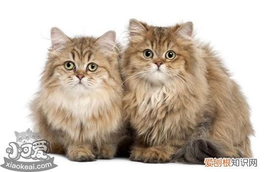 猫咪一直脱毛是什么原因 猫咪到了脱毛期