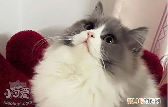 猫咪一直脱毛是什么原因 猫咪到了脱毛期