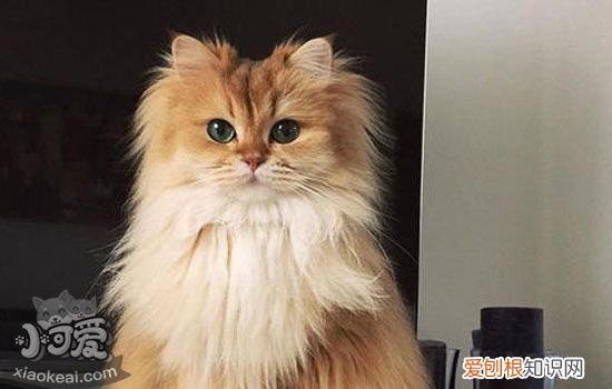 猫咪一直脱毛是什么原因 猫咪到了脱毛期