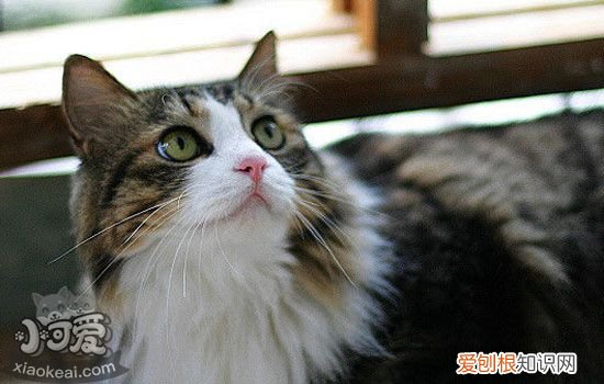 猫咪一直脱毛是什么原因 猫咪到了脱毛期