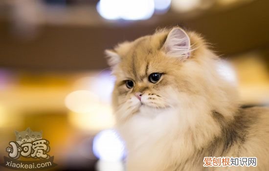 猫咪一直脱毛是什么原因 猫咪到了脱毛期